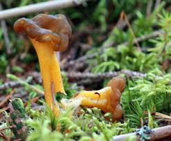 Attēlu rezultāti vaicājumam “Leotia lubrica”