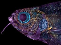 Attēlu rezultāti vaicājumam “Diderma tigrinum macro”