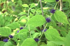 「 ｿｽ ｽｿ ｽｽA ｿｽ ｽｿ ｽｽ[ ｿｽ ｽｿ ｽｽ ｿｽ ｽｿ ｽｽ ｿｽ ｽｿ ｽｽ ｿｽ ｽｿ ｽｽ ｿｽ ｽｿ ｽｽ` ｿｽ ｽｿ ｽｽF ｿｽ ｽｿ ｽｽA」の画像検索結果