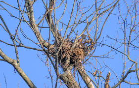 Attēlu rezultāti vaicājumam “Buteo buteo nest”