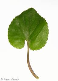 Attēlu rezultāti vaicājumam “Viola odorata leaf”