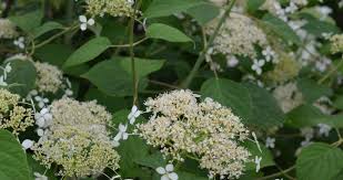 Attēlu rezultāti vaicājumam “Hydrangea arborescens subsp. discolor flower”