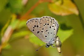 Attēlu rezultāti vaicājumam “Phengaris arion upperside”
