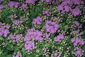 Image result for Ageratum mexicanum