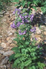 Attēlu rezultāti vaicājumam “Polemonium caeruleum flower”