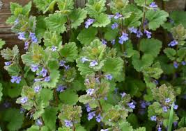Attēlu rezultāti vaicājumam “Glechoma hederacea leaf”