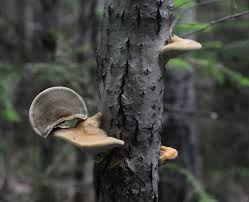 Attēlu rezultāti vaicājumam “Trametes suaveolens”