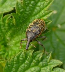 Attēlu rezultāti vaicājumam “Larinus sp.”