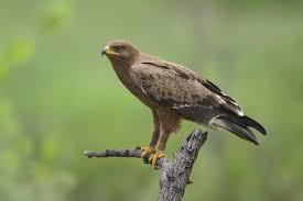 Attēlu rezultāti vaicājumam “Aquila pomarina”