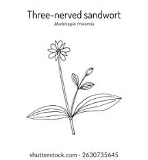 Attēlu rezultāti vaicājumam “Moehringia trinervia”