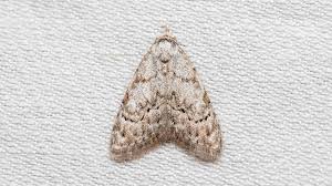 Attēlu rezultāti vaicājumam “Nola confusalis”