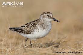 Image result for Calidris pusilla