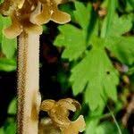 Attēlu rezultāti vaicājumam “Neottia nidus-avis fruit”