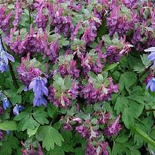 Attēlu rezultāti vaicājumam “Corydalis solida leaf”