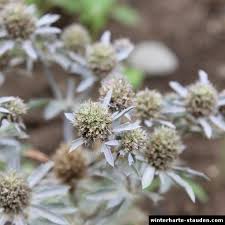 Image result for Edeldistel