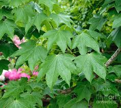 Attēlu rezultāti vaicājumam “Kalopanax septemlobus fruit”