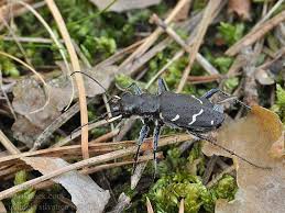 Attēlu rezultāti vaicājumam “Cicindela sylvatica”