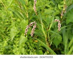 Attēlu rezultāti vaicājumam “Persicaria maculosa”