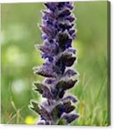 Attēlu rezultāti vaicājumam “Ajuga pyramidalis”