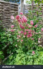 Image result for Aquilegia vulgaris `Nora Barlow`