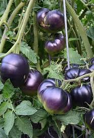 Afbeeldingsresultaat voor debarro black tomato