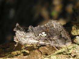 Attēlu rezultāti vaicājumam “Syngrapha interrogationis”