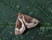 Attēlu rezultāti vaicājumam “Hypena crassalis”