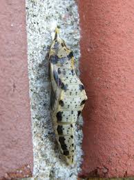 Attēlu rezultāti vaicājumam “Pieris napi”