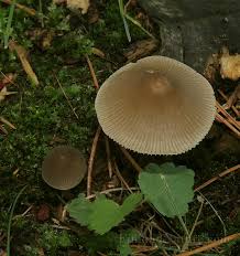 Attēlu rezultāti vaicājumam “Mycena stipata”