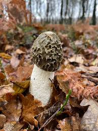 Attēlu rezultāti vaicājumam “Phallus impudicus”