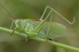 Attēlu rezultāti vaicājumam “Tettigonia cantans”