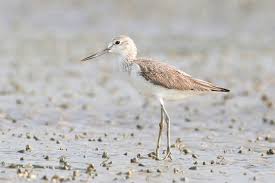 Attēlu rezultāti vaicājumam “Tringa nebularia adult”