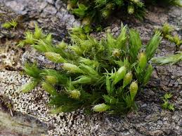 Attēlu rezultāti vaicājumam “Orthotrichum speciosum”