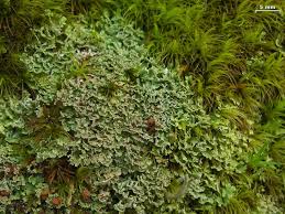 Attēlu rezultāti vaicājumam “Cladonia caespiticia”