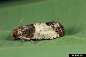 Attēlu rezultāti vaicājumam “Spilonota ocellana”