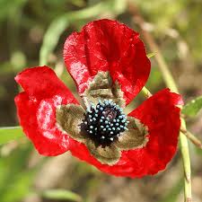 Attēlu rezultāti vaicājumam “Papaver argemone flower”