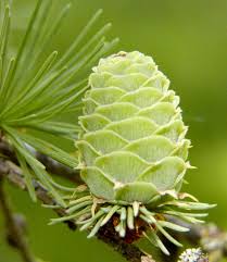Attēlu rezultāti vaicājumam “Larix kaempferi fruit”