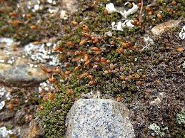 Attēlu rezultāti vaicājumam “Weissia brachycarpa”