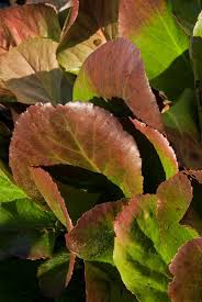 Attēlu rezultāti vaicājumam “Bergenia crassifolia”