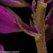 Attēlu rezultāti vaicājumam “Polygala comosa flower”