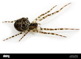 Attēlu rezultāti vaicājumam “Metellina merianae”