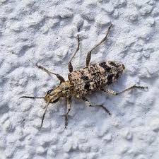 Attēlu rezultāti vaicājumam “Rhagium inquisitor”