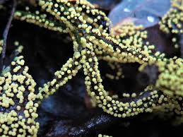 Attēlu rezultāti vaicājumam “Lamproderma arcyrioides stalked”