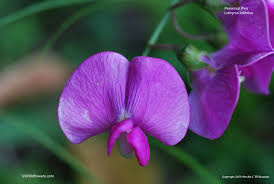 Attēlu rezultāti vaicājumam “Lathyrus latifolius flower”