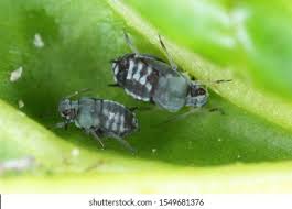 Attēlu rezultāti vaicājumam “Aphis fabae”