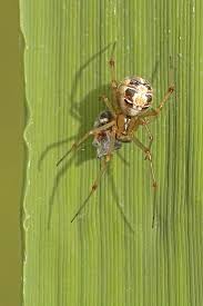 Attēlu rezultāti vaicājumam “Phylloneta sp.”