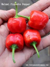 Afbeeldingsresultaat voor peppadew hot pepper