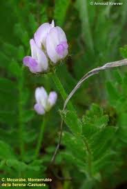 Attēlu rezultāti vaicājumam “Astragalus danicus fruit”