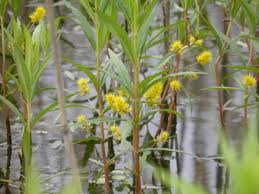 Attēlu rezultāti vaicājumam “Lysimachia thyrsiflora”