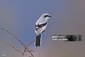 Attēlu rezultāti vaicājumam “Lanius excubitor”